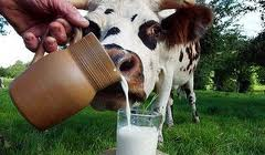 Как стакан парного молока... лечит дисбактериоз
